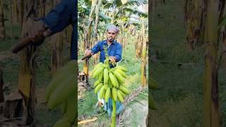 Banana harvest scenery (ep-226) #shorts #youtubeshorts #banana #cuttingskills #shorts #viralvideo