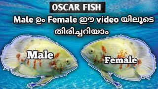 how to identify oscar male and female in malayalam/Oscar/oscar malayalam/oscar fish farming