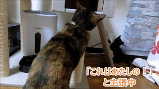 子猫保護１２日目～脱走～