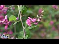 ぶっくまーく岩手　＃１５０「ハギ」岩手県奥州市　【里の花山の花編】