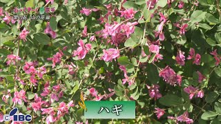 ぶっくまーく岩手　＃１５０「ハギ」岩手県奥州市　【里の花山の花編】