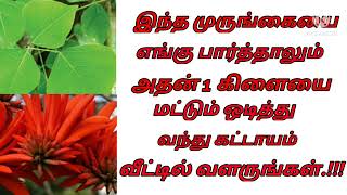 பெண்களுக்கு கிடைத்த வரப்பிரசாதமான இந்த முருங்கையை எங்கு பார்த்தாலும் விட்டு விடாதீர்கள்...!!!