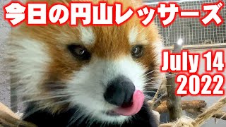 【レッサーパンダ】今日の円山レッサーズ　July 14 , 2022　Red Panda MARUMI at Maruyama Zoo