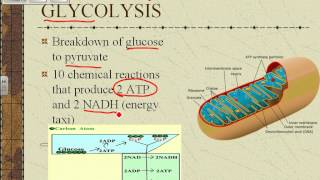 Cell respiration video notes2.wmv