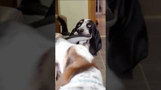 Dog Steals Money!! 😂 #puppy #dog #bassethound #dogtraining