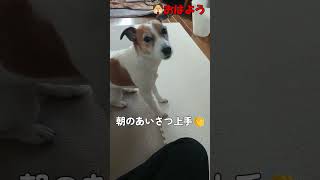 【Morning Routine】犬のいる暮らしはこんな朝から始まります。 #shorts  #犬 #ジャックラッセルテリア #jackrussellterrier