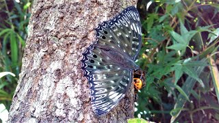 小さな虫たちの散歩道 ヒグラシ鳴く林道編🦋🐞其の16🐛Cicadas crying forest road with small insects🐛