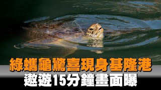 綠蠵龜驚喜現身基隆港　遨遊15分鐘畫面曝