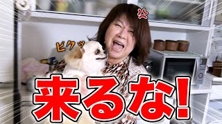 【体重測定】子犬チワワの体重をオカンに測ってもらった結果･･･オカンの具合が悪くなりましたw