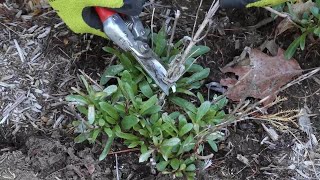 Spring Clean Up in the Perennial Garden