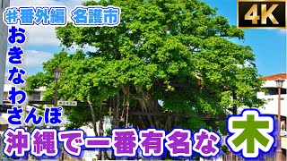 沖縄で一番有名な木 「国指定天然記念物 ひんぷんガジュマル｣   ♯番外編 ３分 【４K】おきなわさんぽ 名護市  沖縄観光 沖縄旅行