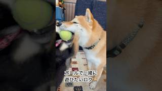 \\\\柴犬ロク//友達ランちゃんとボールで遊びたいロク🐕嫌がられてるけど... #柴犬ロク #柴犬 #愛犬 #犬 #遊びたい #柴犬のいる暮らし #友達犬