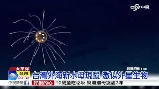 台灣外海新水母現蹤 激似外星生物│中視新聞 20160505