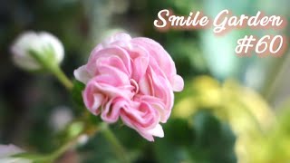 Smile Garden #60 5월의 베란다정원ㅣ나비수국ㅣ목마가렛ㅣ유럽제라늄ㅣ식물택배언박싱