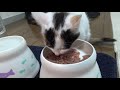 【生後69日目の子猫ちゃん】🐈カリカリを食べない子猫ちゃん。今日もカリカリのドライキャットフードを食べてくれません。。。😖　カルカンは元気よくモリモリ食べてくれます♪