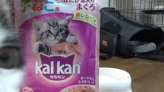 【生後69日目の子猫ちゃん】🐈カリカリを食べない子猫ちゃん。今日もカリカリのドライキャットフードを食べてくれません。。。😖　カルカンは元気よくモリモリ食べてくれます♪