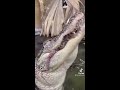 alligator eating octopus catching seafood octopus alligator attacked octopus food crazy alligator