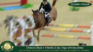 Chacco Blue x Vibelle Z