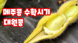 메주콩 수확시기 알아보기 대원콩 [콩재배방법]