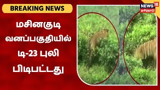 Breaking News: 21 நாட்களாக தேடப்பட்டு வந்த மசினகுடி டி-23  புலி பிடிபட்டது | Masinagudi T-23 Tiger