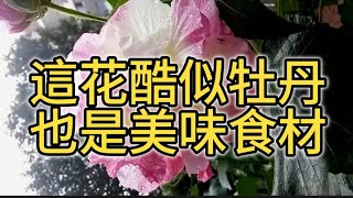 這花酷似牡丹也是美味食材，醉芙蓉新手都能種好（English-Chinese subtitles）