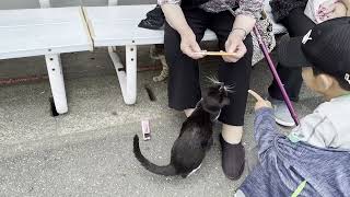 相島　渡船待合所の近くにいた猫さんたち3