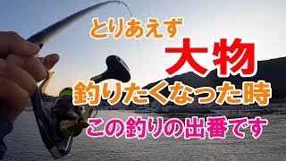 【大阪湾】大物が釣りたいならこの釣りがお勧め。真冬でも高確率で釣れます。小島漁港でエビ撒き釣り。