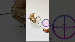 The praying mantis hit the target! Praying mantis vs. cockroach. #prayingmantis #insects #mantis