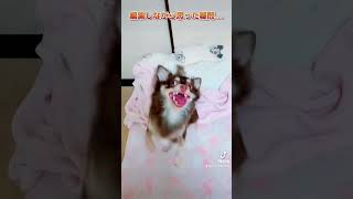 竹内ダディダディ←竹内って誰【極小チワワ】TikTokの流行りに乗り遅れてしまったどす... #shorts #tiktok