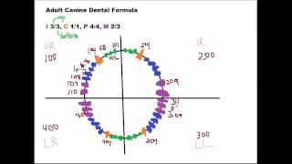 Triadan Numbering