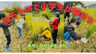 清流四万十川を100年後に伝えよう！小学生が黄金色に実った稲刈り(四万十市)