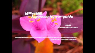 紫の家？！purple house? !　紫御殿(むらさきごてん) Tradescantia pallida　季節の花　日本花図鑑　Japanese flower guide