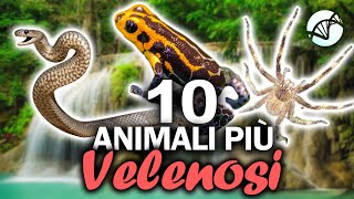 10 ANIMALI più VELENOSI del Mondo 🐍