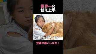 甘え方があざとすぎる大型犬クッキー#goldenretriever #dog #箱入りクッキーはゴールデンレトリバー