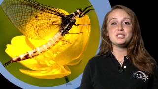 Launchpad: Life Cycle of a Star
