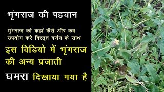 Bhringraj ke Fayde in hindi, भृंगराज का पौधा, Bhringraj Plant, भृंगराज के फायदे, Ayurveda Medicine