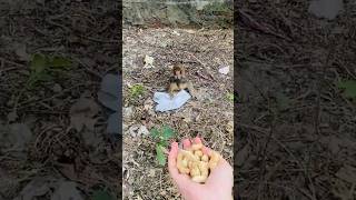 বানরের সাথে মজা #funnyvideo #monkey #monkeyfunny