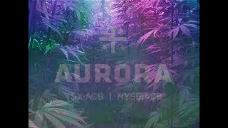 Aurora Cannabis Financial Report  (ACB)