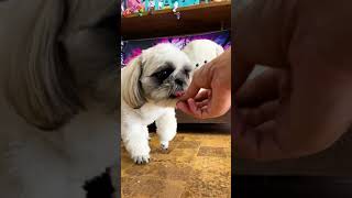 絶品ワンバーグを食べるシーズー犬バル君 Shihtzu eating delicious hamburger #Shorts