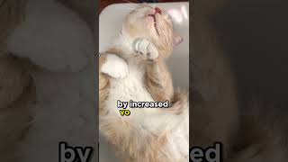 When A Cat Is In Heat Cats