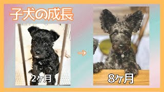 【子犬の成長】生後2ヶ月→8ヶ月に成長しました🐶