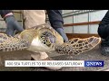 sea turtles to be released saturday