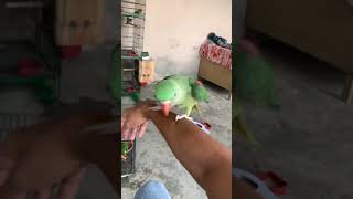 Taming the raw parrot #raw #youtubeshorts #viral #raw