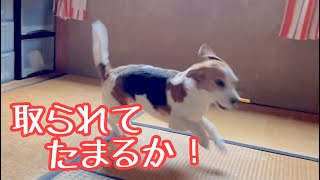 【ビーグル犬さつき】おやつを死守するためダッシュ能力を遺憾なく発揮する犬。Satsuki the Beagle