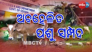 ବିପଦରେ ଗୋମାତା || Special Coverage On Negligent Husbandery || 20 Aug 2020 || MBCtv