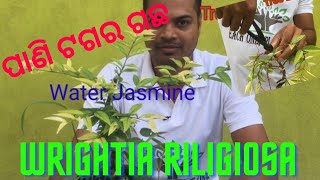 ପାଣି ଟଗର ଗଛ  | Water Jasmine Plant |Wrightia Riligiosa Plant | How To Wireing A Bonsai Plant |