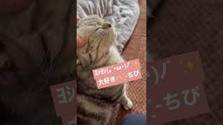 おとなしい子♡ #猫 #cat #アメショー #アメリカンショートヘア #かわいい #もふもふ #親子猫 チャンネル登録と高評価ฅ( ̳• ·̫ • ̳ฅ)にゃ♡