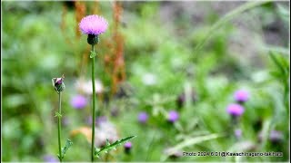 礼拝中継-編集済 6月9日   ...従って、今や、キリスト・イエスに結ばれている者は、罪に定められることはありません...