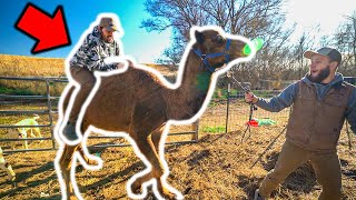 I Tried RIDING My PET CAMEL!!! (Bad Idea)
