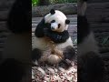 “花花你好乖” 大熊猫和花 熊猫花花 panda cute cure animals